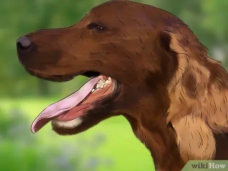 Лечить камни в почках у собак Шаг 9