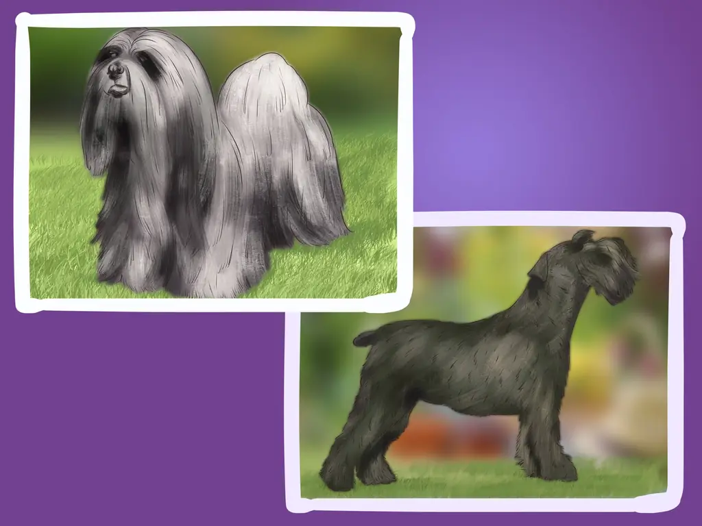 Как лечить камни в почках у собак: 11 шагов (с иллюстрациями)