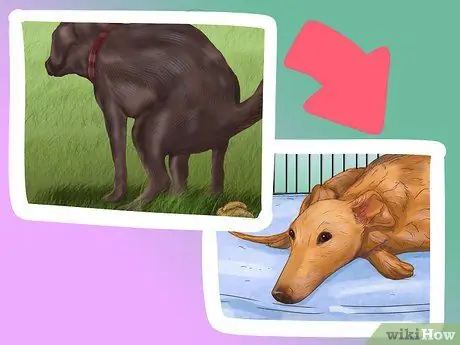 Помогите собаке с недержанием сна Шаг 10