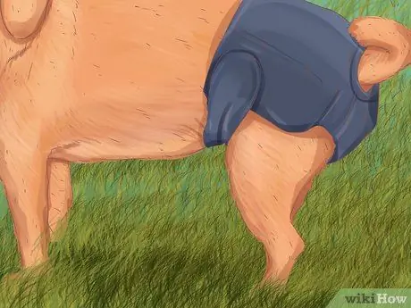 Помогите собаке с недержанием сна Шаг 11