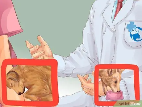 Помогите собаке с недержанием сна Шаг 2