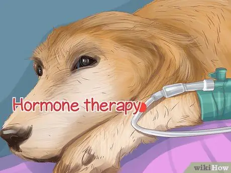 Помощь собаке с недержанием сна Шаг 4