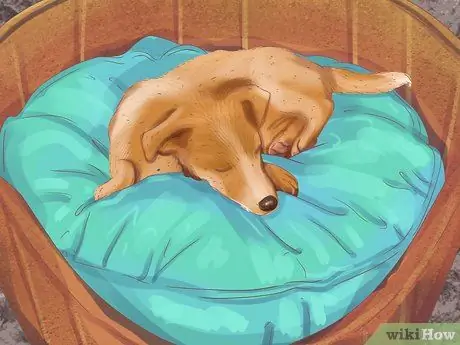 Помогите собаке с недержанием сна Шаг 5