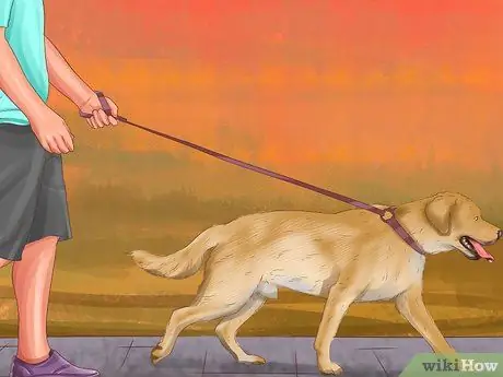 Помогите собаке с недержанием сна Шаг 9