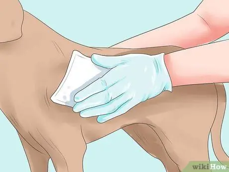 Обработка ран от укусов собак на собаках Шаг 2