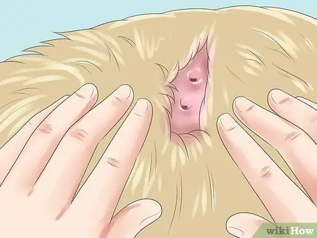 Обработка ран от укусов собак на собаках Шаг 5