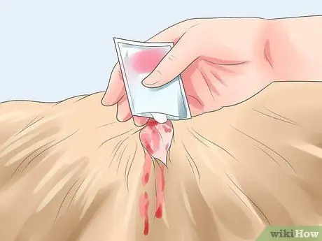 Лечить раны от укусов собак на собаках Шаг 6