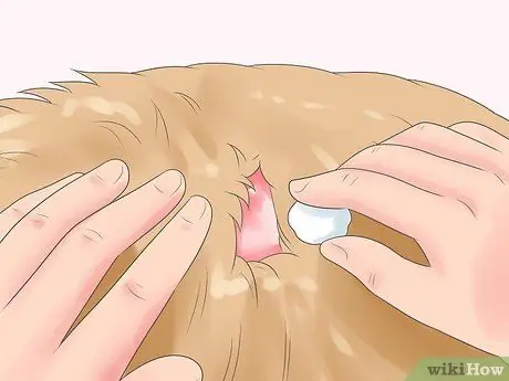 Лечить раны от укусов собак на собаках Шаг 7