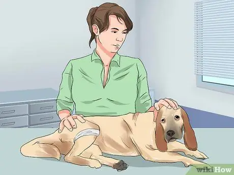 Лечить укус змеи на собаке Шаг 17