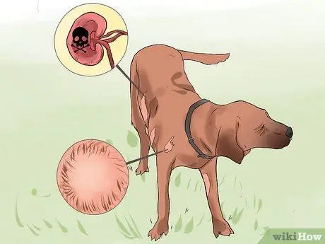 Лечить укус змеи на собаке Шаг 18