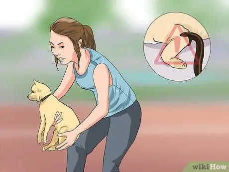 Лечить укус змеи на собаке Шаг 2