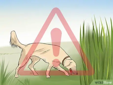 Вылечить укус собаки от змеи Шаг 3