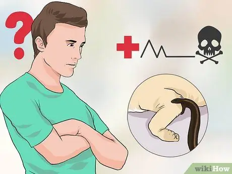 Вылечить укус собаки от змеи Шаг 4