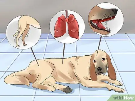 Лечить укус змеи на собаке Шаг 6