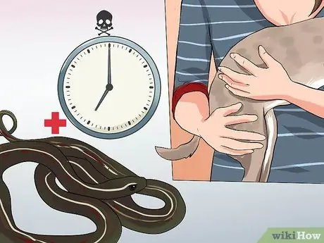 Лечить укус змеи на собаке Шаг 7