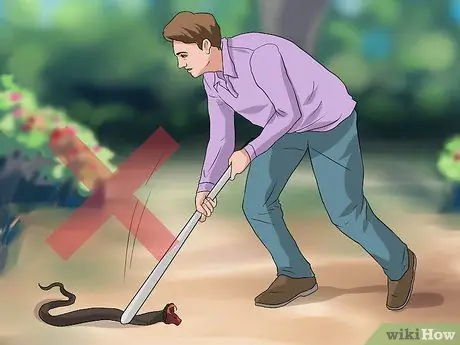 Лечить укус змеи на собаке Шаг 8