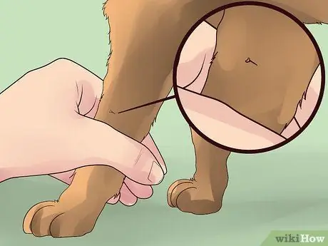 Лечить собаку от укусов пчел Шаг 1