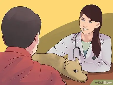 Лечить собаку от укусов пчел Шаг 10