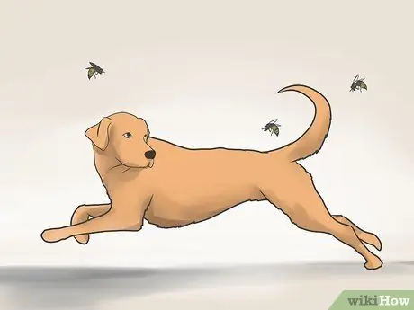 Лечить собаку от укусов пчел Шаг 2