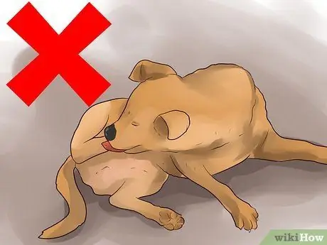 Лечить собаку от укусов пчел Шаг 3