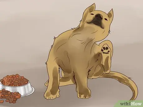 Лечить собаку от укусов пчел Шаг 4