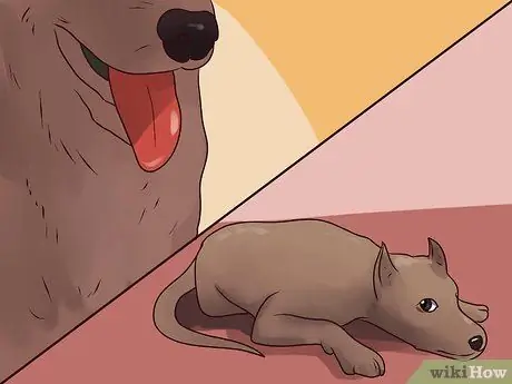 Лечить собаку от укусов пчел Шаг 5