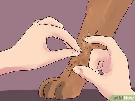 Лечить собаку от укусов пчел Шаг 6