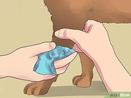 Лечить собаку от укусов пчел Шаг 8