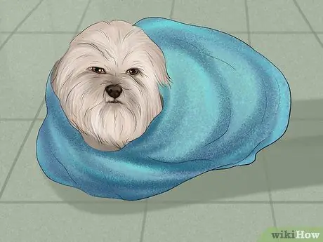 Остановить кровотечение у собаки Шаг 3