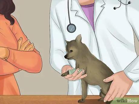 Остановить кровотечение у собаки Шаг 4