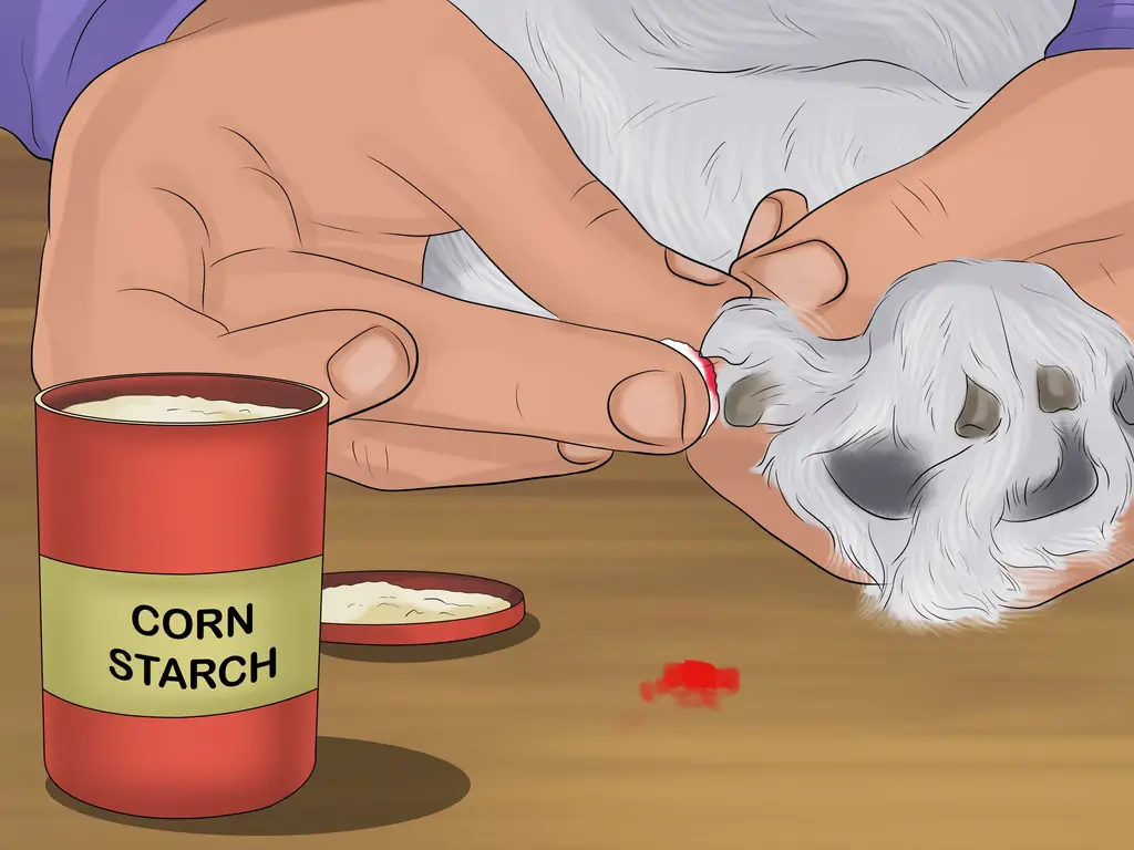 3 способа остановить кровотечение у собаки