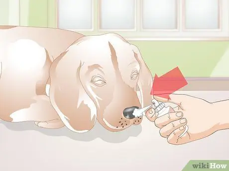 Лечить носовые кровотечения у собак Шаг 11