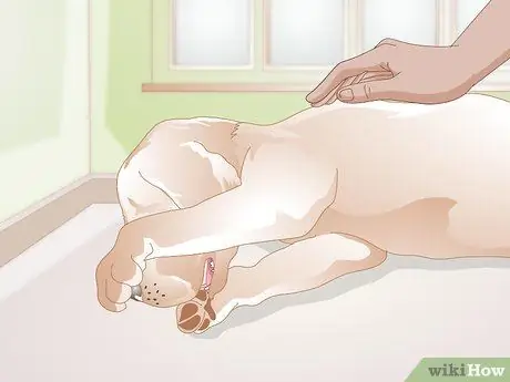 Лечить носовые кровотечения у собак Шаг 13