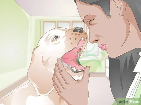 Лечить носовые кровотечения у собак Шаг 14