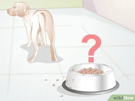 Лечить носовое кровотечение у собак Шаг 15