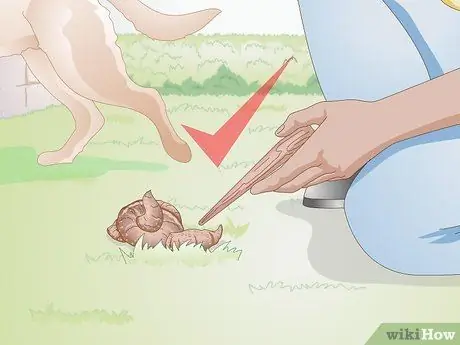 Лечить носовые кровотечения у собак Шаг 16