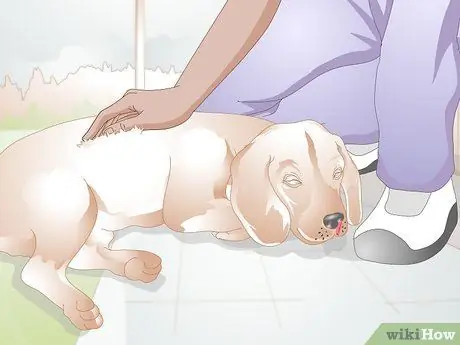 Лечить носовые кровотечения у собак Шаг 2