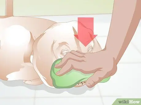 Лечить носовое кровотечение у собак Шаг 3