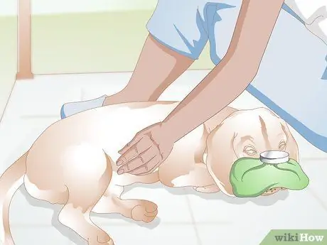 Лечить носовые кровотечения у собак Шаг 4