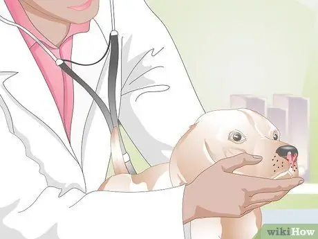 Лечить носовые кровотечения у собак Шаг 5