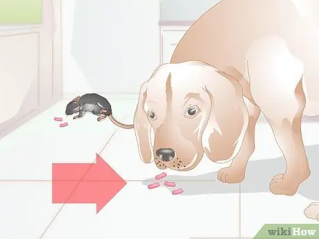 Лечить носовые кровотечения у собак Шаг 6