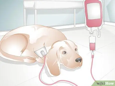 Лечить носовое кровотечение у собак Шаг 8