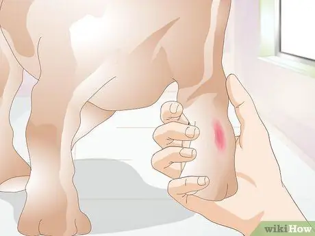 Лечить раны на собаках Шаг 10