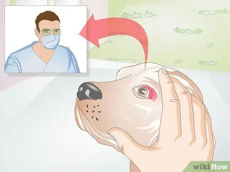 Лечить раны на собаках Шаг 4