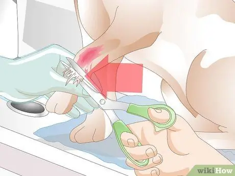 Лечить раны на собаках Шаг 7