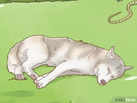 Вылечите собаку от укуса змеи в Австралии Шаг 1