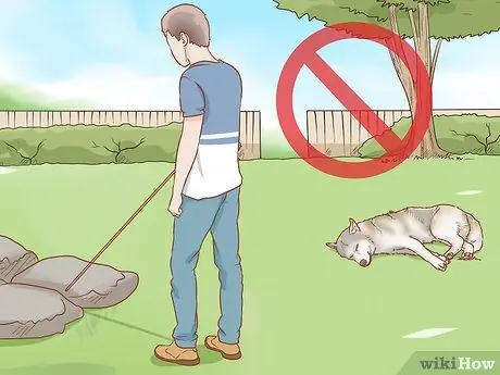 Вылечите собаку от укуса змеи в Австралии, шаг 2