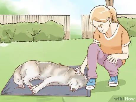 Вылечите собаку от укуса змеи в Австралии Шаг 3