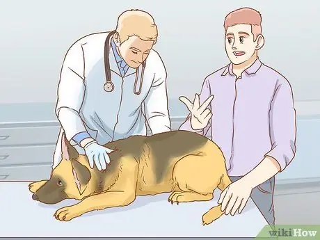 Вылечите собаку от укуса змеи в Австралии Шаг 4