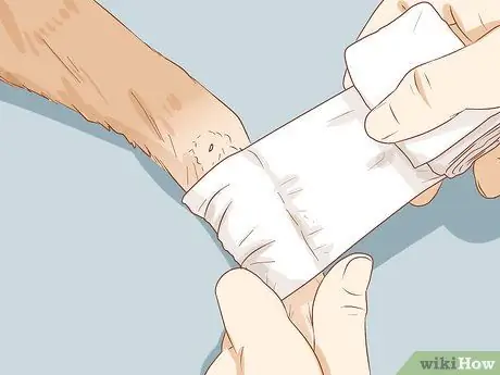 Вылечите собаку от укуса змеи в Австралии Шаг 5